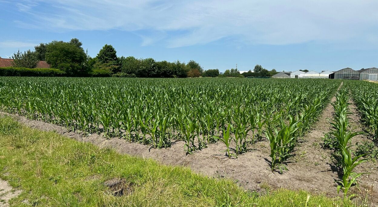 Bouwgrond (projecten) te koop in Lochristi