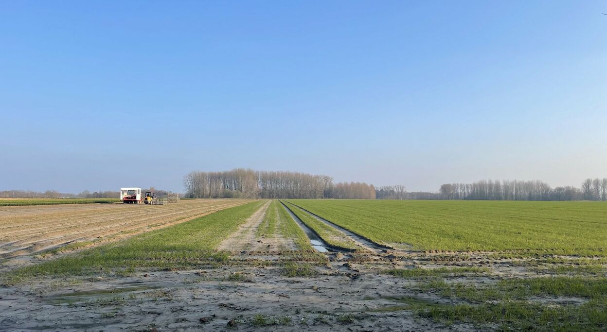 Landbouwgrond te koop in Wetteren