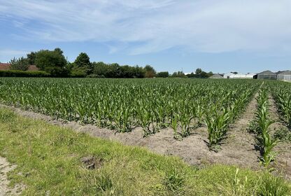 Bouwgrond (projecten) te koop in Lochristi